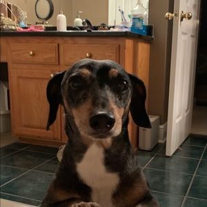 Meet your Posher, Simone